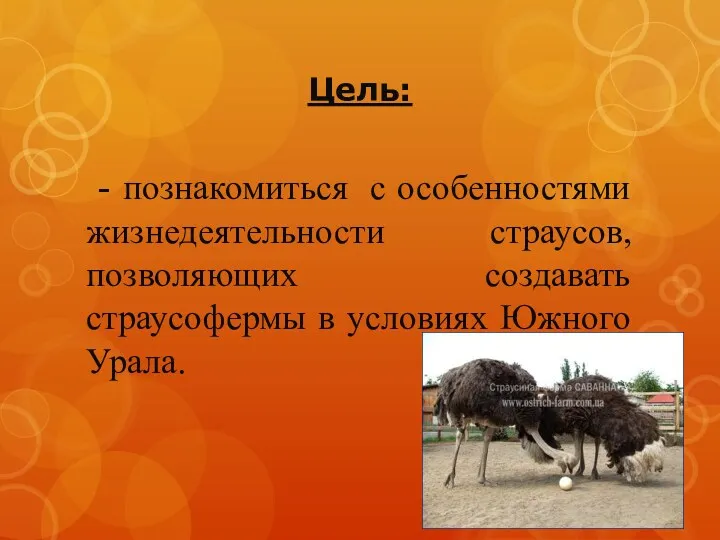 Цель: - познакомиться с особенностями жизнедеятельности страусов, позволяющих создавать страусофермы в условиях Южного Урала.
