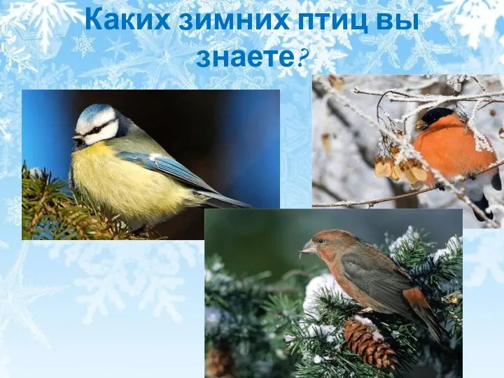 Каких зимних птиц вы знаете?