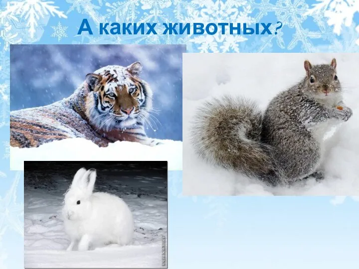 А каких животных?