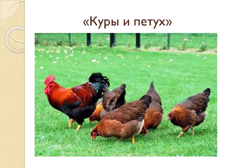 «Куры и петух»