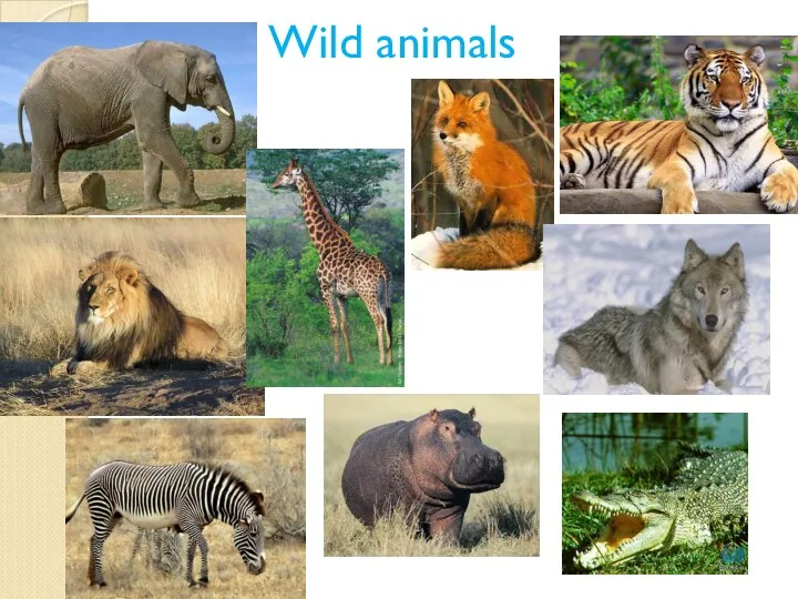 Wild animals