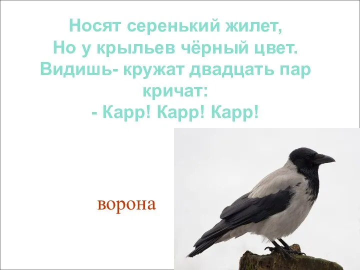 Носят серенький жилет, Но у крыльев чёрный цвет. Видишь- кружат двадцать пар кричат: