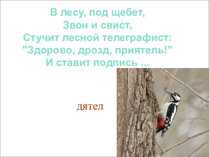 В лесу, под щебет, Звон и свист, Стучит лесной телеграфист: "Здорово, дрозд, приятель!"