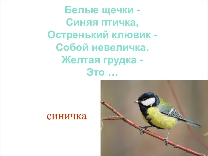 Белые щечки - Синяя птичка, Остренький клювик - Собой невеличка. Желтая грудка - Это … синичка