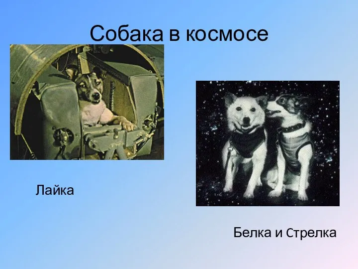 Собака в космосе Лайка Белка и Cтрелка