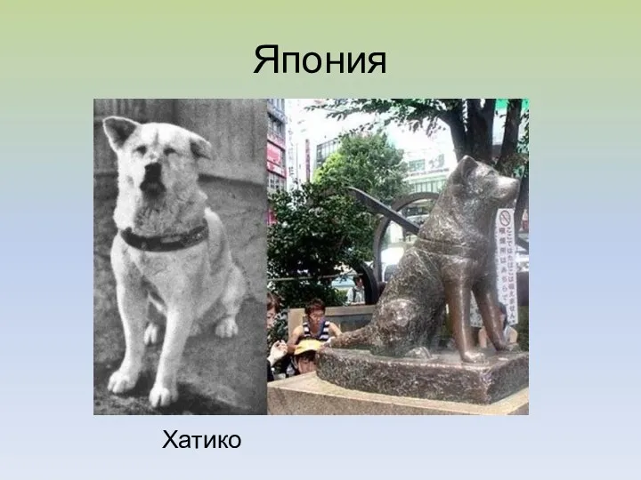 Япония Хатико