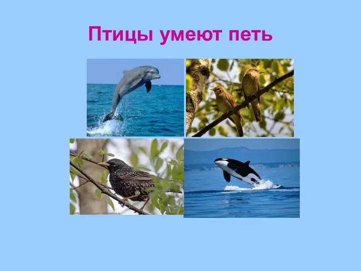 Птицы умеют петь