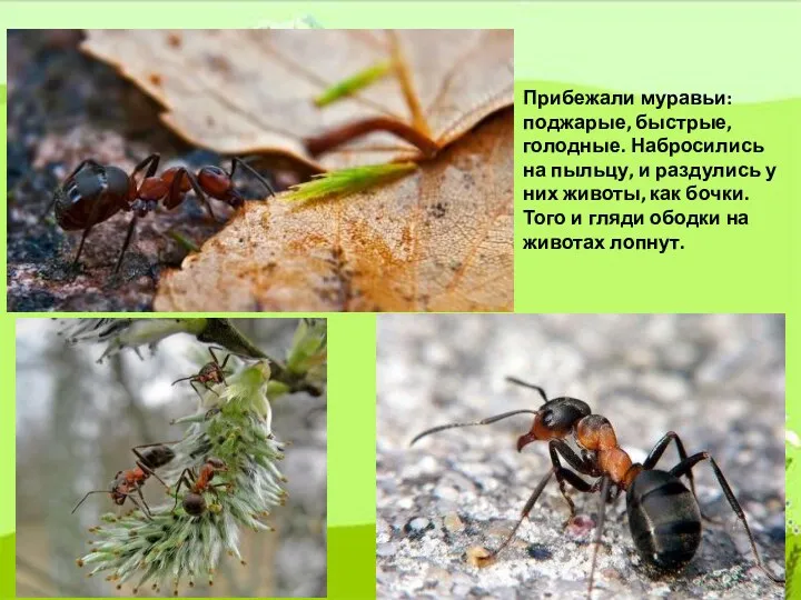 Прибежали муравьи: поджарые, быстрые, голодные. Набросились на пыльцу, и раздулись