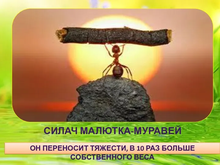 Силач малютка-муравей Он переносит тяжести, в 10 раз больше собственного веса