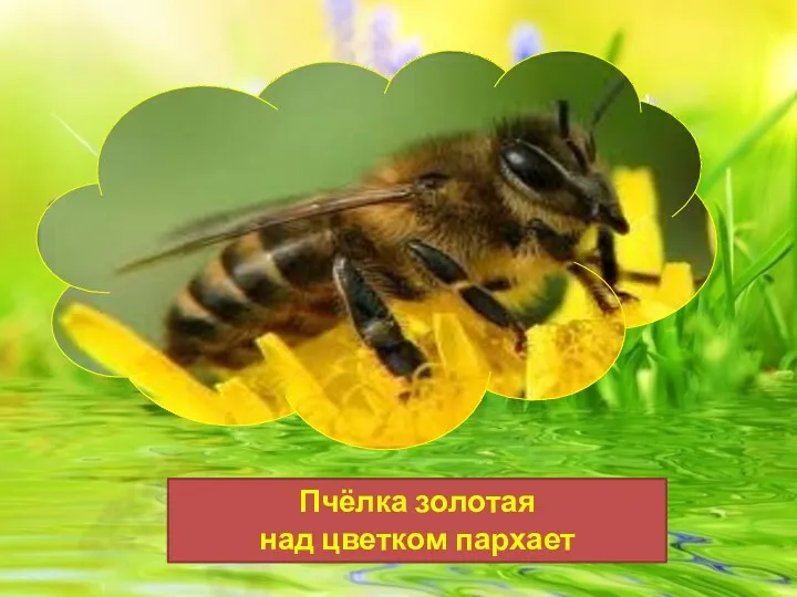 Пчёлка золотая над цветком пархает