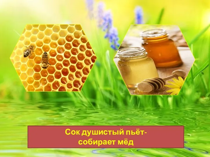 Сок душистый пьёт- собирает мёд