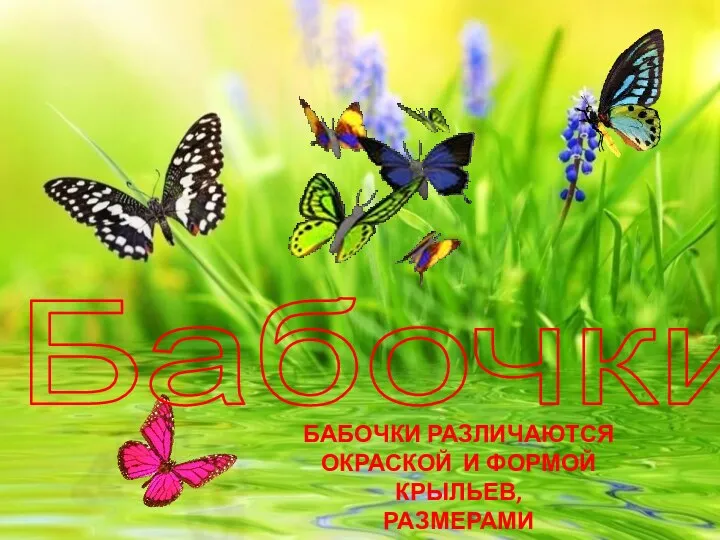 Бабочки Бабочки различаются окраской И формой крыльев, размерами