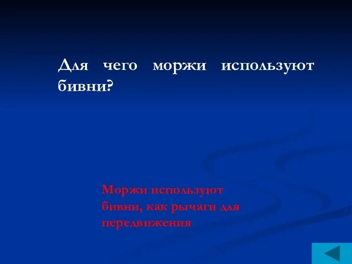 Для чего моржи используют бивни? Моржи используют бивни, как рычаги для передвижения