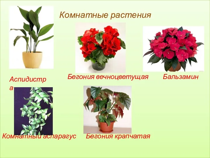 Комнатные растения Бегония вечноцветущая Бальзамин Комнатный аспарагус Бегония крапчатая Аспидистра