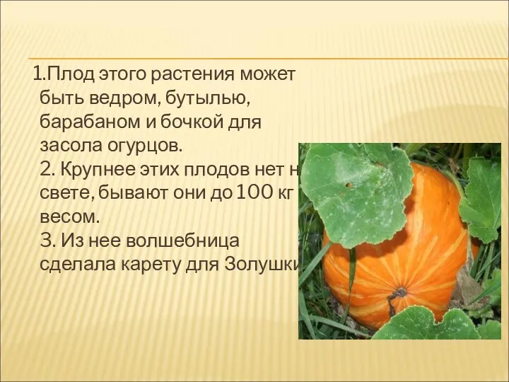1.Плод этого растения может быть ведром, бутылью, барабаном и бочкой для засола огурцов.