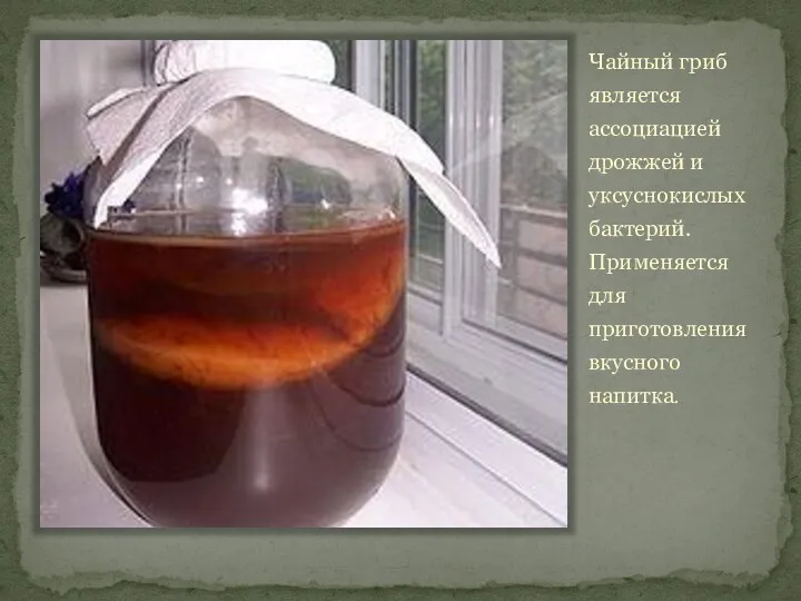 Чайный гриб является ассоциацией дрожжей и уксуснокислых бактерий. Применяется для приготовления вкусного напитка.