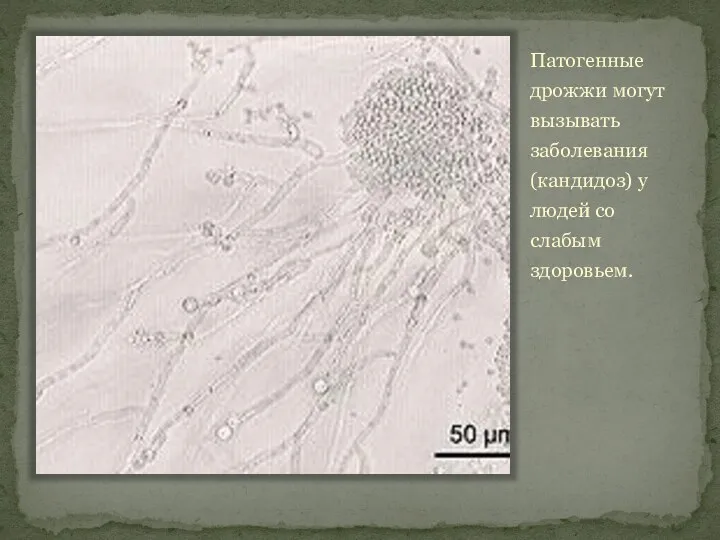 Патогенные дрожжи могут вызывать заболевания (кандидоз) у людей со слабым здоровьем.