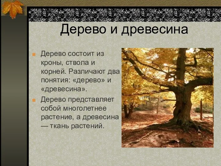 Дерево и древесина Дерево состоит из кроны, ствола и корней.
