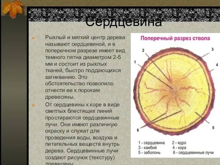 Сердцевина Рыхлый и мягкий центр дерева называют сердцевиной, и в