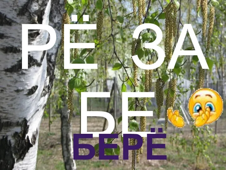 РЁ ЗА БЕ Берёза