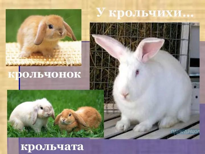 У крольчихи… крольчата крольчонок
