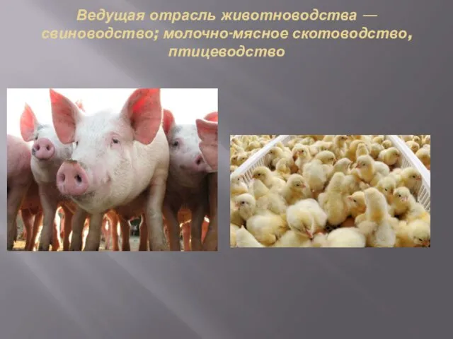 Ведущая отрасль животноводства — свиноводство; молочно-мясное скотоводство, птицеводство