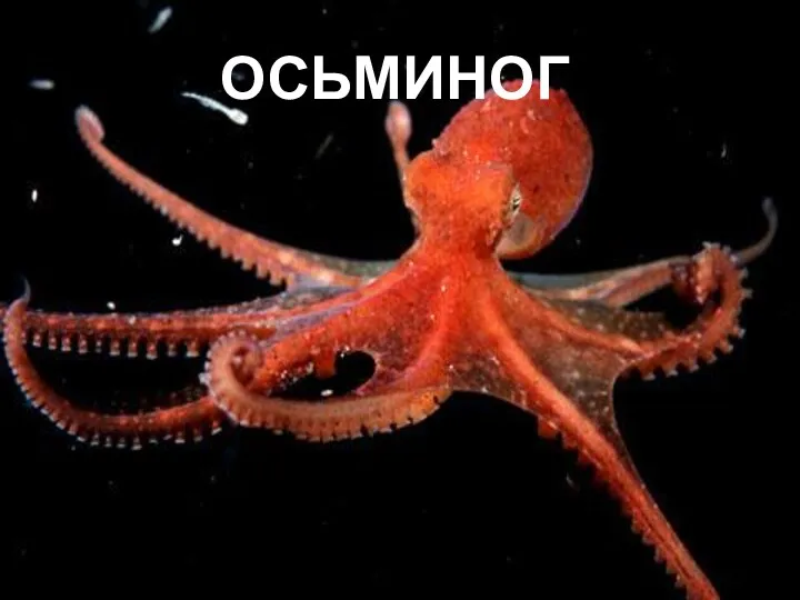 ОСЬМИНОГ