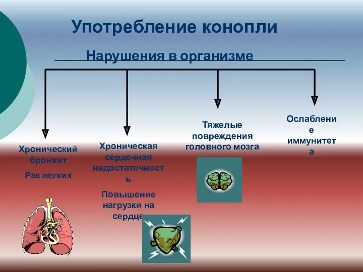 Употребление конопли Хронический бронхит Рак легких Хроническая сердечная недостаточность Повышение нагрузки на сердце