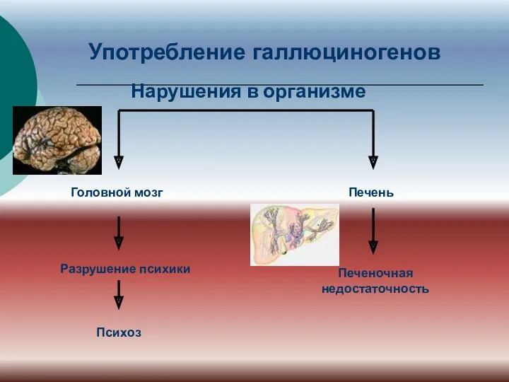 Употребление галлюциногенов Головной мозг Психоз Печень Печеночная недостаточность Разрушение психики Нарушения в организме