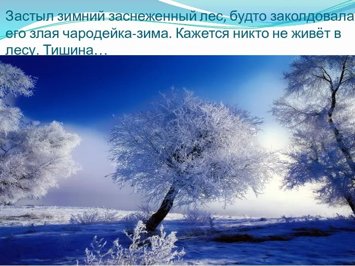 Застыл зимний заснеженный лес, будто заколдовала его злая чародейка-зима. Кажется никто не живёт в лесу. Тишина…