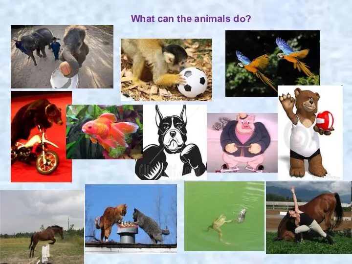 What can the animals do?