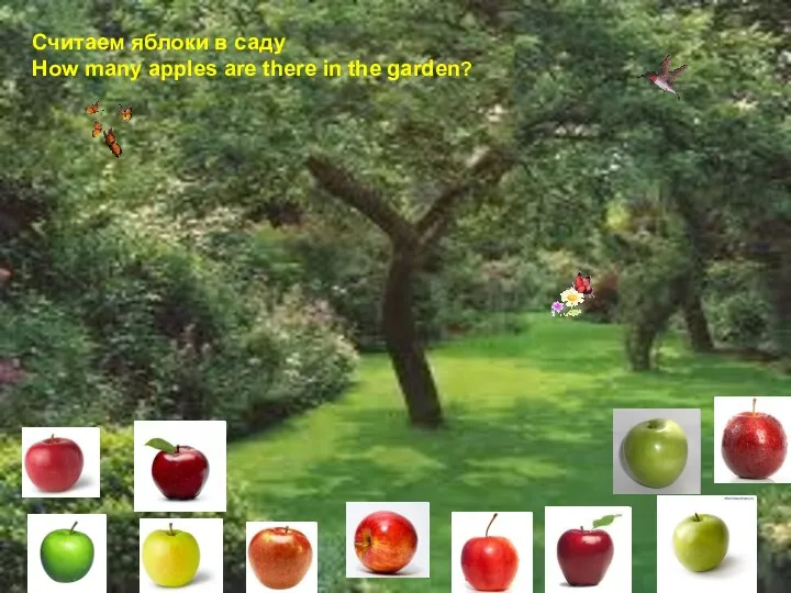 Считаем яблоки в саду How many apples are there in the garden?