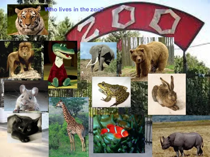 Who lives in the zoo?