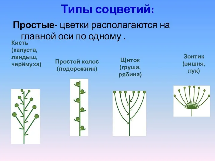 Типы соцветий: Простые- цветки располагаются на главной оси по одному