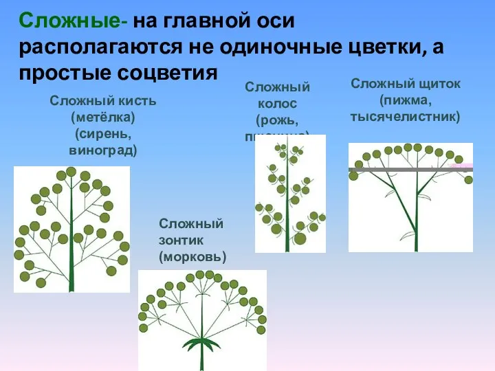 Сложные- на главной оси располагаются не одиночные цветки, а простые