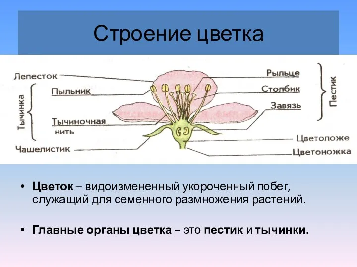 Строение цветка Цветок – видоизмененный укороченный побег, служащий для семенного