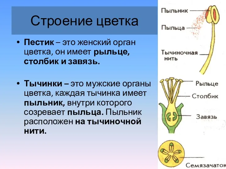 Строение цветка Пестик – это женский орган цветка, он имеет