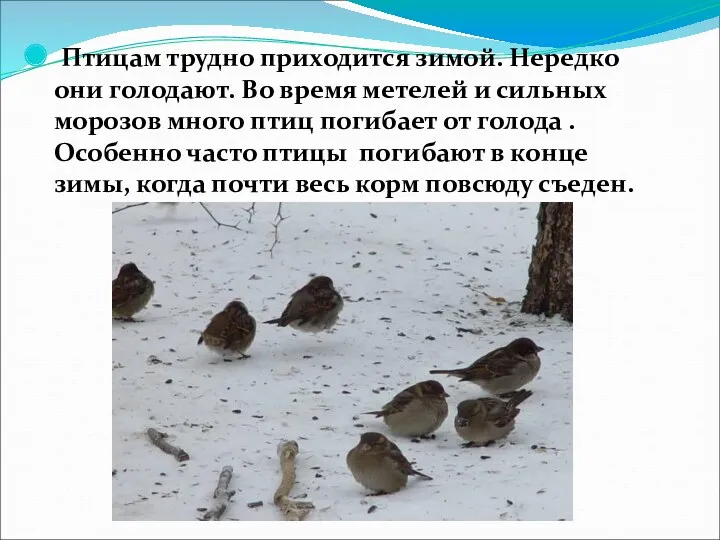 Птицам трудно приходится зимой. Нередко они голодают. Во время метелей