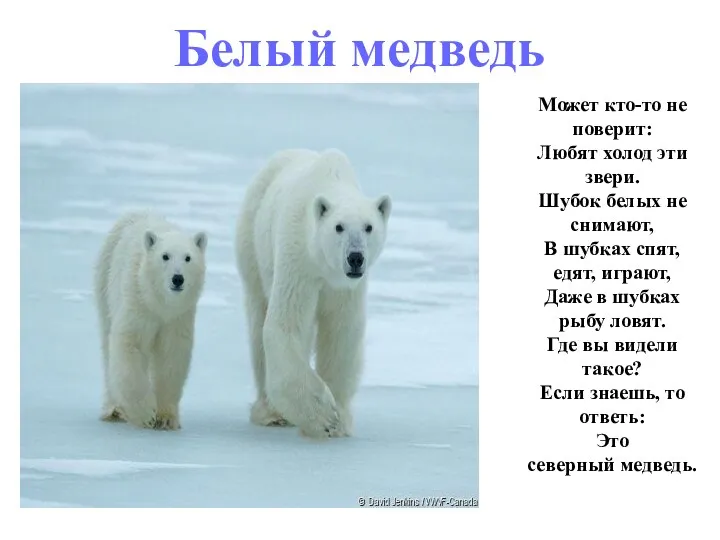 Может кто-то не поверит: Любят холод эти звери. Шубок белых не снимают, В