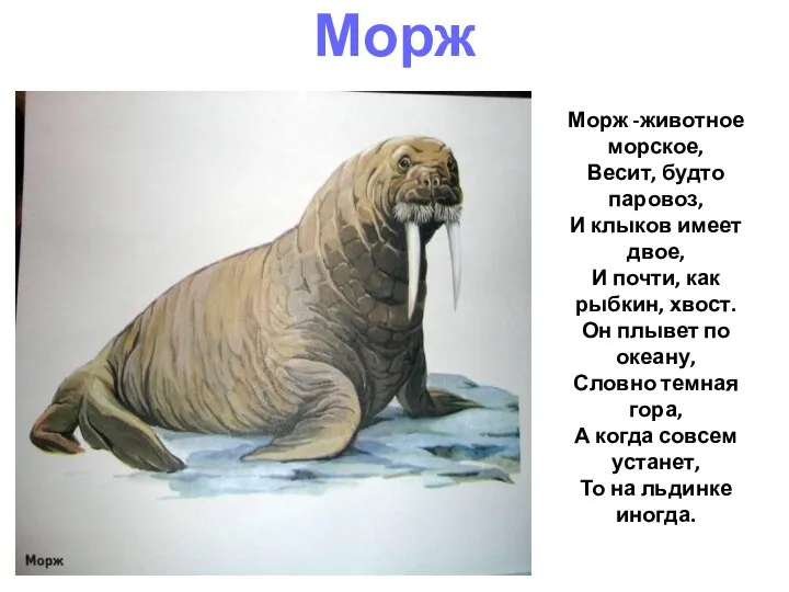 Морж -животное морское, Весит, будто паровоз, И клыков имеет двое, И почти, как