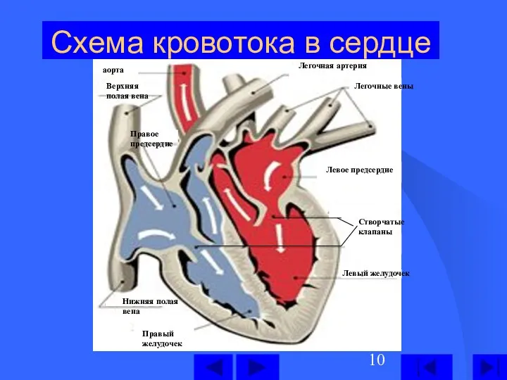 Схема кровотока в сердце Левый желудочек Левое предсердие Легочные вены