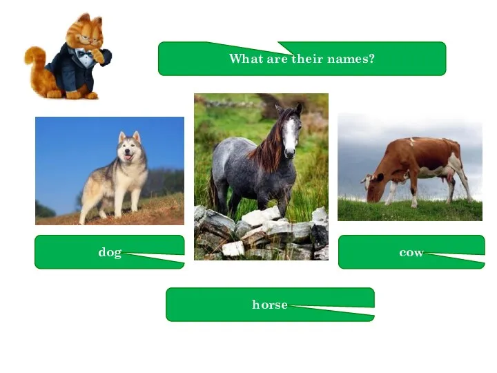 What are their names? dog horse cow