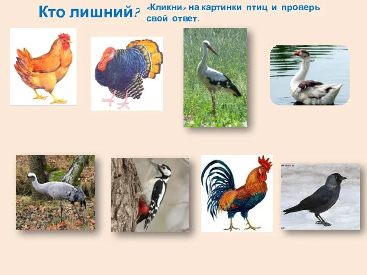 Кто лишний? «Кликни» на картинки птиц и проверь свой ответ.