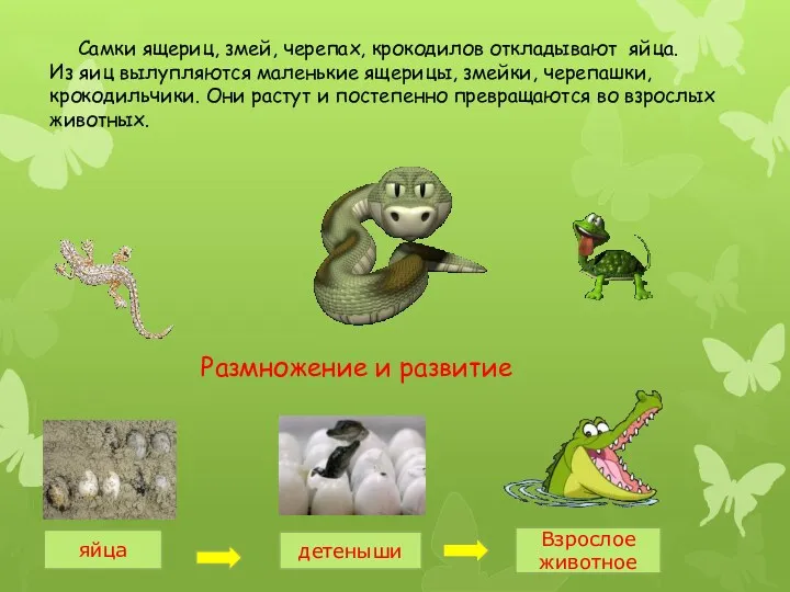 Самки ящериц, змей, черепах, крокодилов откладывают яйца. Из яиц вылупляются