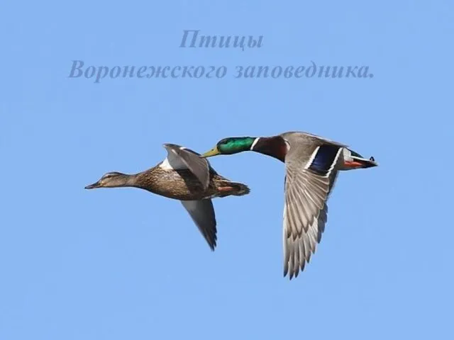 Птицы Воронежского заповедника.