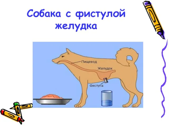 Собака с фистулой желудка