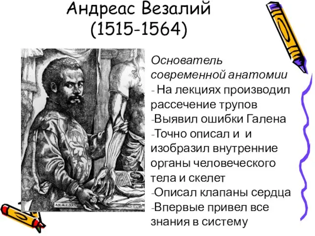 Андреас Везалий (1515-1564) Основатель современной анатомии - На лекциях производил