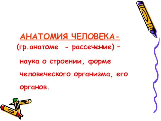 АНАТОМИЯ ЧЕЛОВЕКА- (гр.анатоме - рассечение) – наука о строении, форме человеческого организма, его органов.