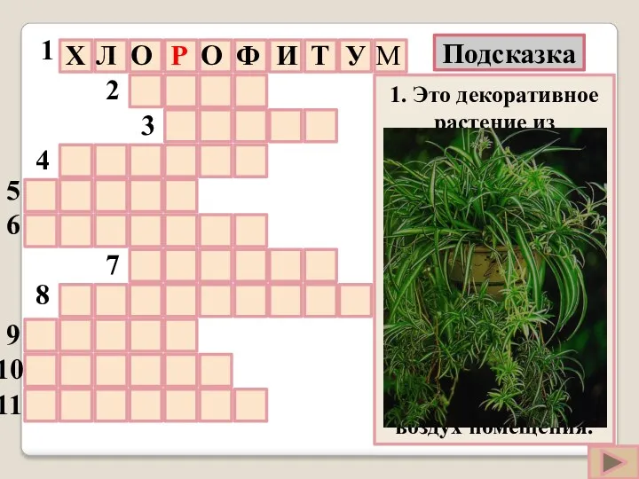 1. Это декоративное растение из семейства лилейные выращивают в помещении. Его узкие длинные