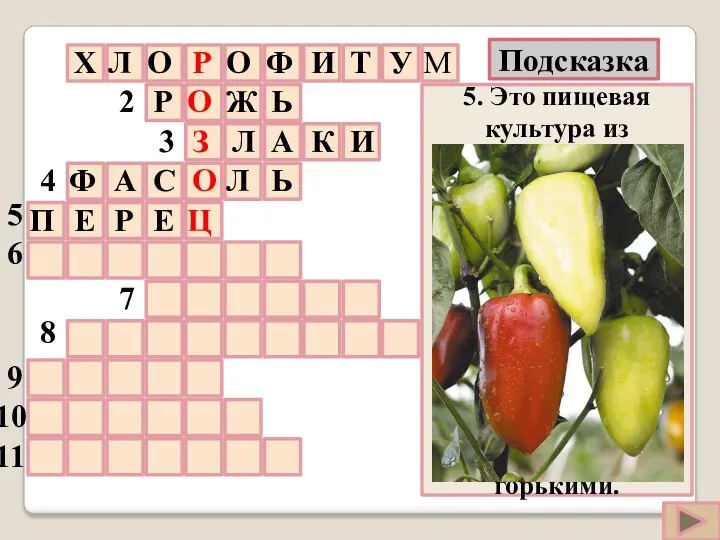 5. Это пищевая культура из семейства паслёновых. Его конусовидные плоды при созревании приобретают